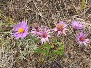 Arctic aster(Eurybia sibirica)