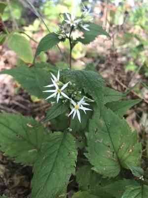 Eurybia (Eurybia)(Eurybia)