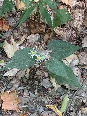 Eurybia (Eurybia)(Eurybia)