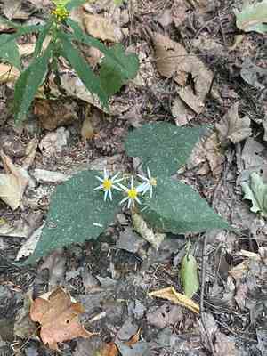 Eurybia (Eurybia)(Eurybia)