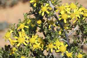 Hawk's eye(Euryops multifidus)