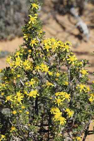 Hawk's eye(Euryops multifidus)