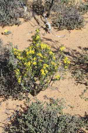 Hawk's eye(Euryops multifidus)