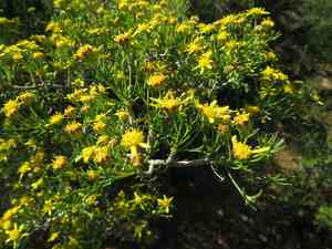 Hawk's eye(Euryops multifidus)