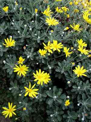 Paris daisy (Euryops)(Euryops)