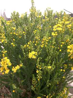 Paris daisy (Euryops)(Euryops)