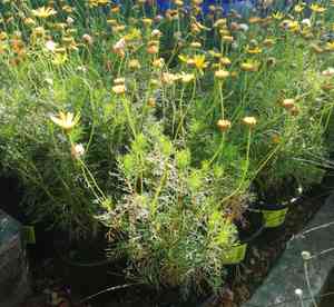 Paris daisy (Euryops)(Euryops)