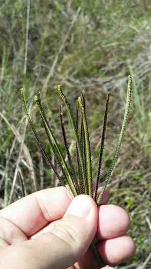 Saltmarsh fingergrass(Eustachys glauca)