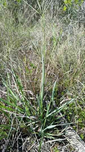 Saltmarsh fingergrass(Eustachys glauca)