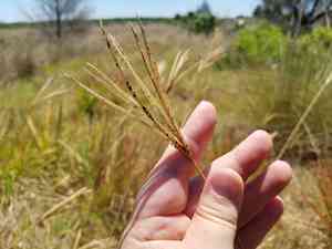 Saltmarsh fingergrass(Eustachys glauca)