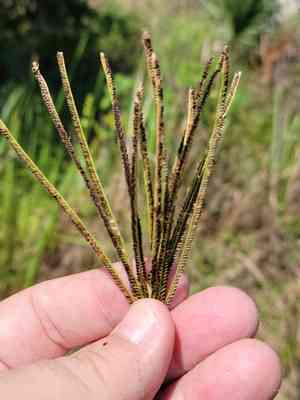 Saltmarsh fingergrass(Eustachys glauca)