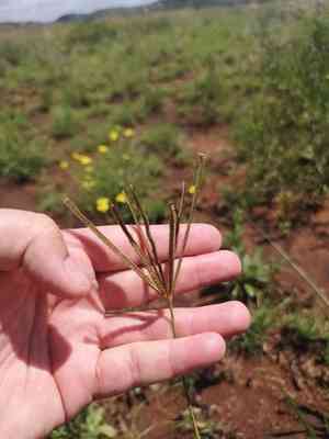 Caribbean fingergrass(Eustachys paspaloides)