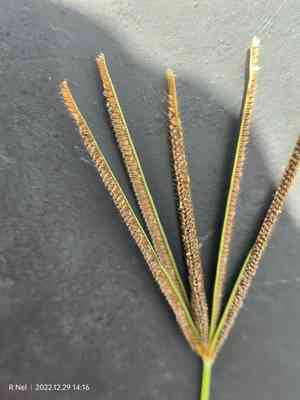 Caribbean fingergrass(Eustachys paspaloides)