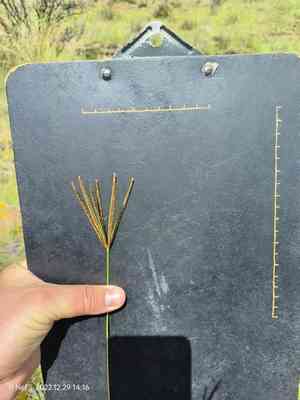 Caribbean fingergrass(Eustachys paspaloides)