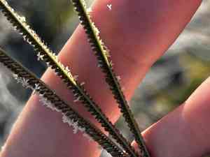 Caribbean fingergrass(Eustachys paspaloides)