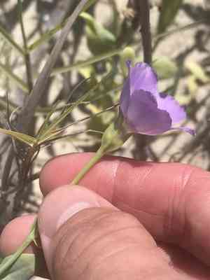 Catchfly prairie gentian(Eustoma exaltatum)