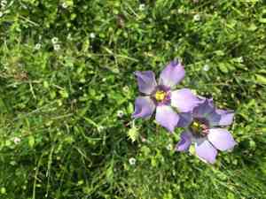 Catchfly prairie gentian(Eustoma exaltatum)