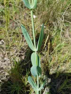 Catchfly prairie gentian(Eustoma exaltatum)