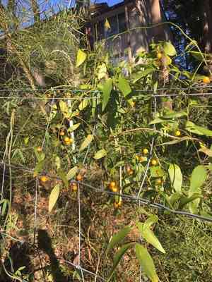 Wombat berry(Eustrephus latifolius)