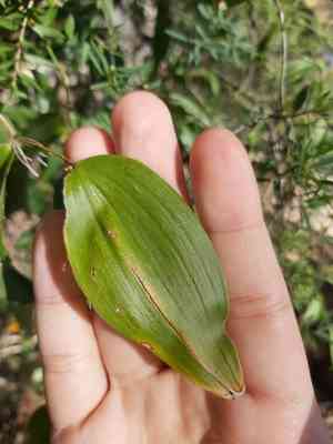 Wombat berry(Eustrephus latifolius)