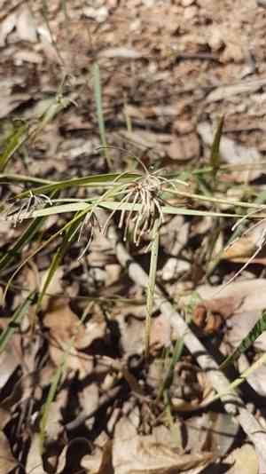 Wombat berry(Eustrephus latifolius)
