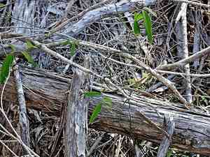 Wombat berry(Eustrephus latifolius)
