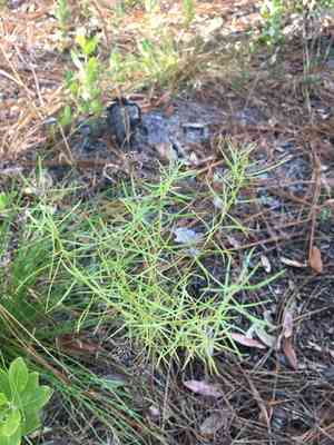 Slender golden-top(Euthamia caroliniana)