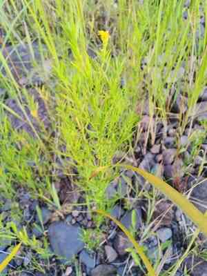 Slender golden-top(Euthamia caroliniana)