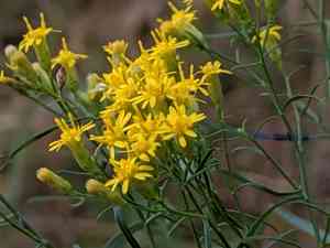 Slender golden-top(Euthamia caroliniana)