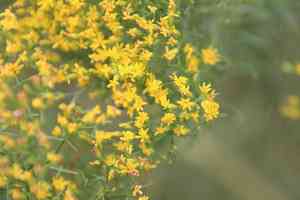 Slender golden-top(Euthamia caroliniana)
