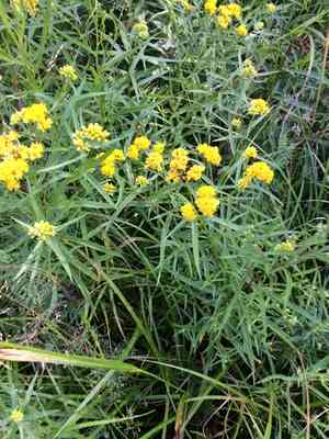 Grass-leaved goldenrod(Euthamia graminifolia)