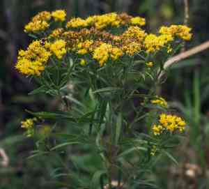 Grass-leaved goldenrod(Euthamia graminifolia)