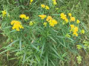 Grass-leaved goldenrod(Euthamia graminifolia)