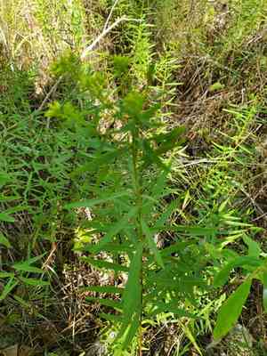 Bushy goldentop(Euthamia leptocephala)