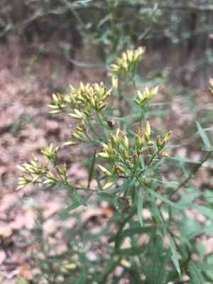 Bushy goldentop(Euthamia leptocephala)