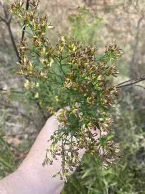 Bushy goldentop(Euthamia leptocephala)