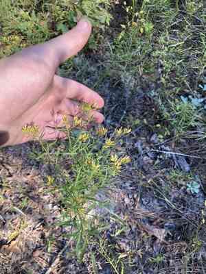 Bushy goldentop(Euthamia leptocephala)