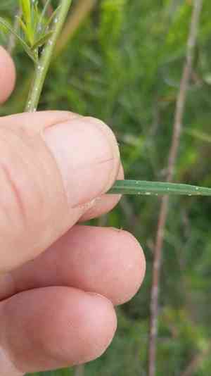 Western goldentop(Euthamia occidentalis)