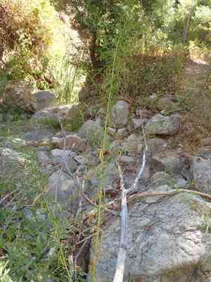 Western goldentop(Euthamia occidentalis)