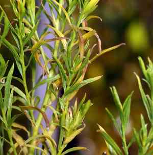 Western goldentop(Euthamia occidentalis)