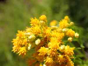 Western goldentop(Euthamia occidentalis)