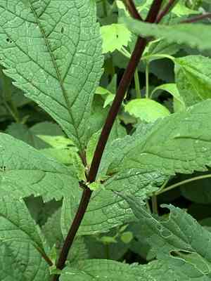 Coastal plain joe pye weed(Eutrochium dubium)