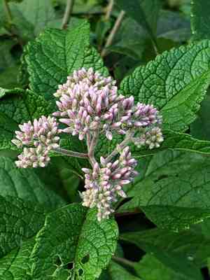 Coastal plain joe pye weed(Eutrochium dubium)