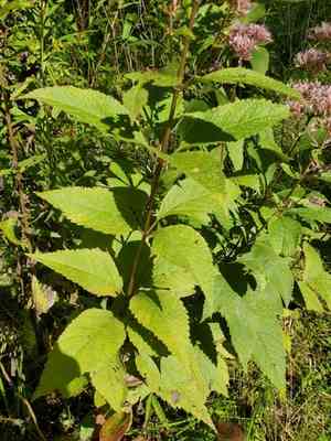 Coastal plain joe pye weed(Eutrochium dubium)
