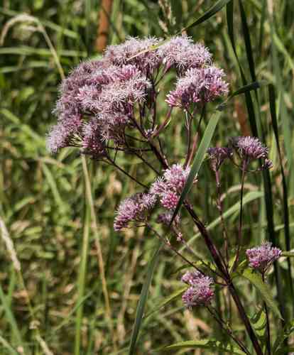 Spotted Joe-Pye weed(Eutrochium maculatum)