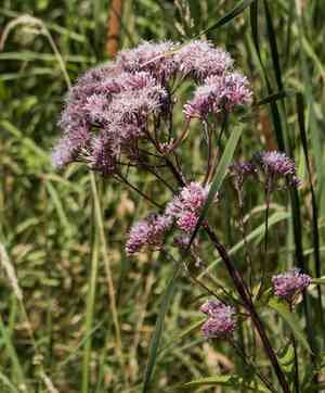 Spotted Joe-Pye weed(Eutrochium maculatum)