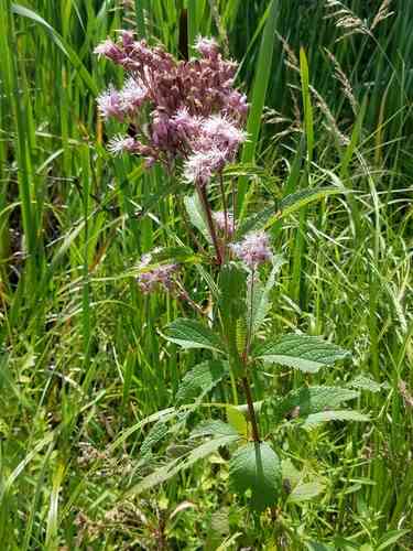 Spotted Joe-Pye weed(Eutrochium maculatum)