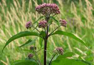 Spotted Joe-Pye weed(Eutrochium maculatum)