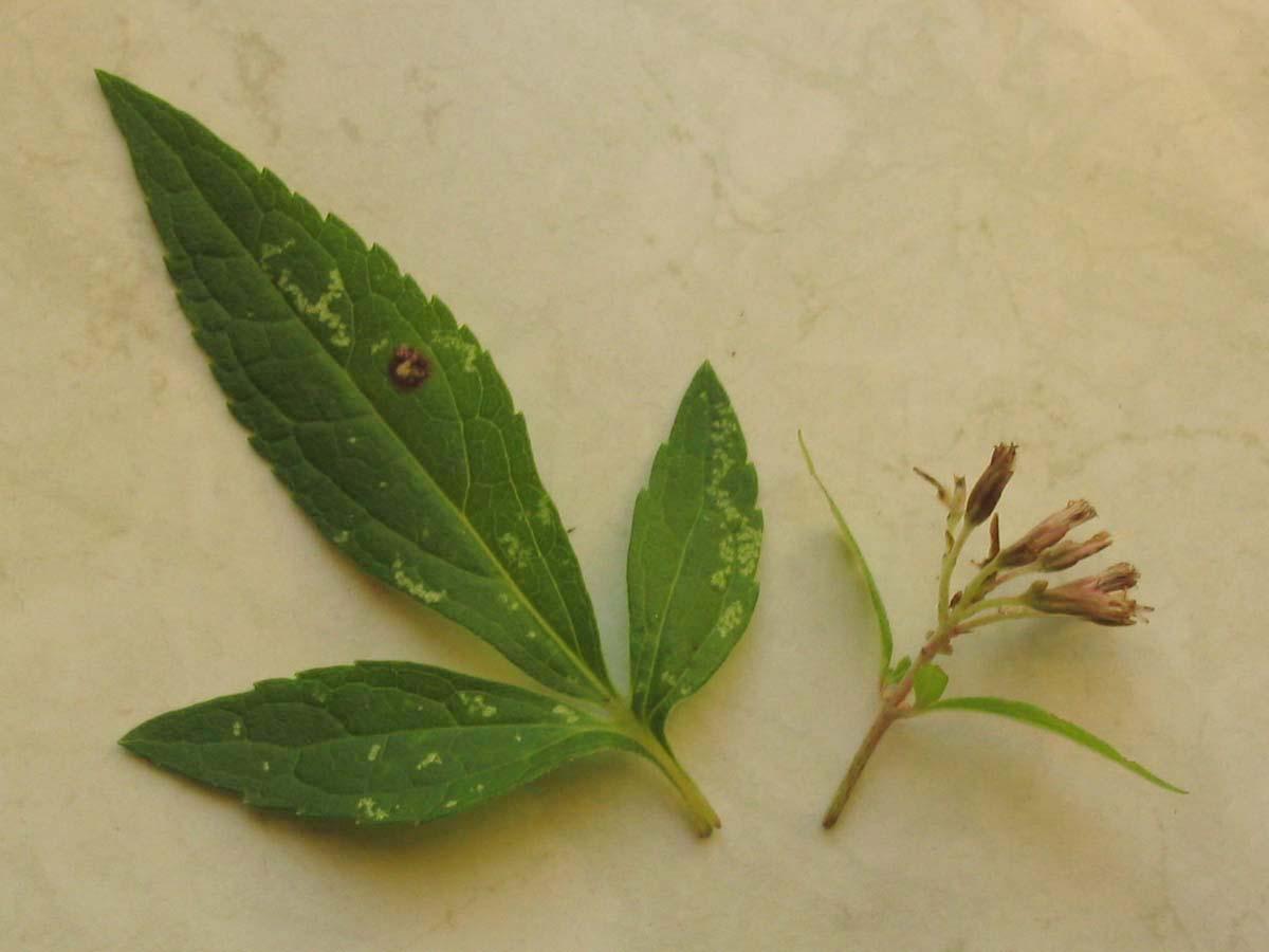 Spotted Joe-Pye weed