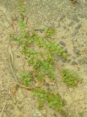 Agracejo rastrero(Evolvulus nummularius)